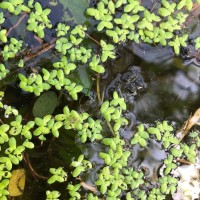 Spirodela punctata (G.Mey.) C.H.Thomps.